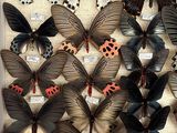 many different types of butterflies in a display case