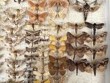 many moths on display in a white box