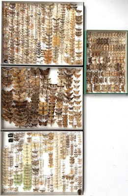 many different types of insects displayed on the wall