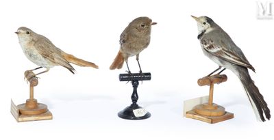 trois oiseaux perchés les uns sur les autres