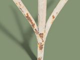a close up of a metal fence with rusted paint on it