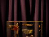 two insects in a glass case on a purple background
