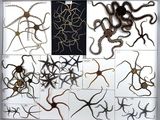 many different types of worms on display in this picture