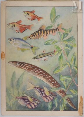 ANGEL Fernand (1881-1950) Planche d'ichtyologie : Tétra de R…
