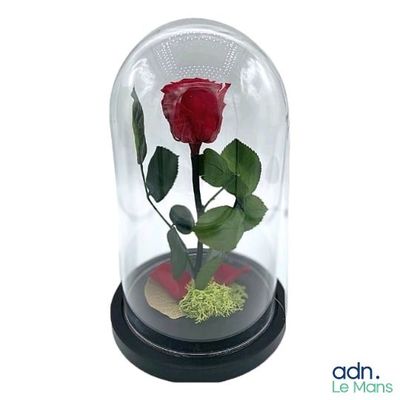 un dôme en verre contenant une rose rouge