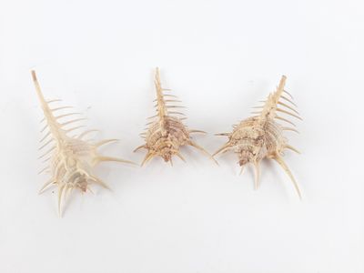 three shells that are sitting on a white surface
