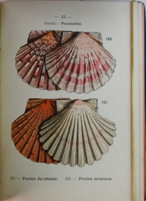 un livre sur lequel figure une image de coquillages