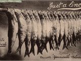 une vieille carte postale représentant une rangée de poissons suspendus à une ligne