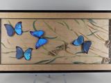 a picture of a picture of blue butterflies in a frame