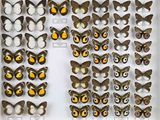 de nombreux types de papillons différents présentés dans une vitrine