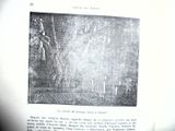 une photo d'une page de livre sur laquelle figure l'image d'un arbre