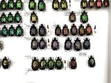 a lot of beetles that are on display in a white box