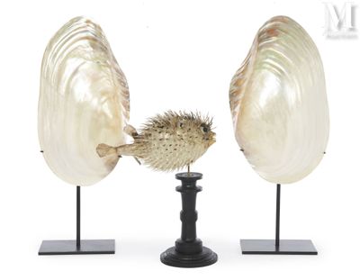 pair of seashells with a puffer fish on a black stand