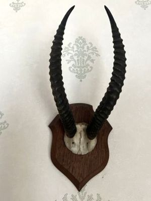 une tête d'antilope fixée sur une plaque en bois accrochée au mur
