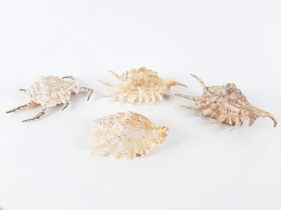 several seashells are arranged on a white surface with a white background