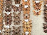 many different types of moths displayed on the wall