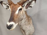 a antelope head mounted on a wall in a room