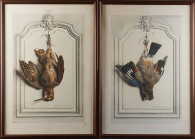 deux photos d'oiseaux encadrées accrochées au mur