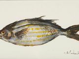 a painting of a fish that is on a white surface