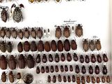 a lot of bugs that are on display in a glass case