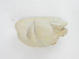 an image of a white shell on a white surface