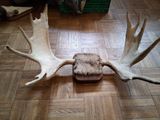 a fake moose antler on the floor of a living room