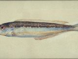 tableau représentant un poisson dans un cadre sur fond blanc
