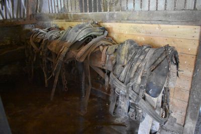 many horses that are lined up in a stall