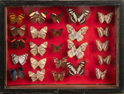 a lot of butterflies that are in a shadow box