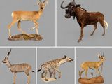 several different types of animals are shown on a gray background