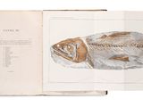 un livre ouvert sur lequel est dessiné un poisson