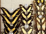 a lot of butterflies that are hanging on the wall