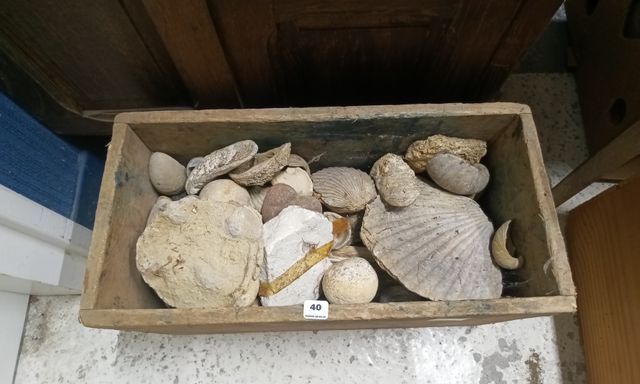 Caisse contenant pierres diverses et coquillages