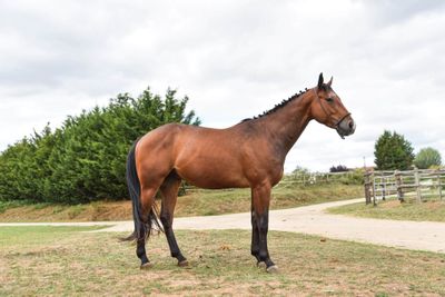 a brown horse that is standing in the grass