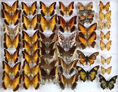 de nombreux papillons exposés dans une boîte