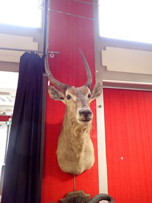 une tête de cerf accrochée à un mur rouge dans une pièce