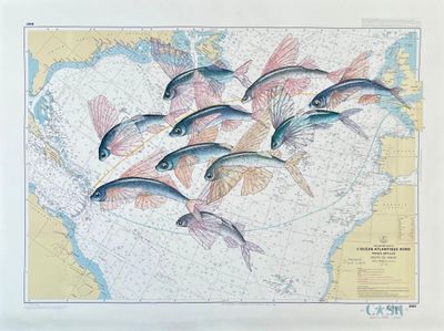 il y a beaucoup de poissons sur cette carte