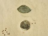 two coins sitting on top of a white surface