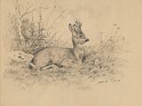 dessin représentant un cerf couché dans l'herbe près d'un buisson