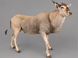 une grande antilope debout sur une surface grise