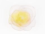 a close up of a flower on a white surface