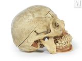 a human skull with a missing jaw on a white background