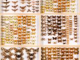 a collection of butterflies and moths displayed in a display case