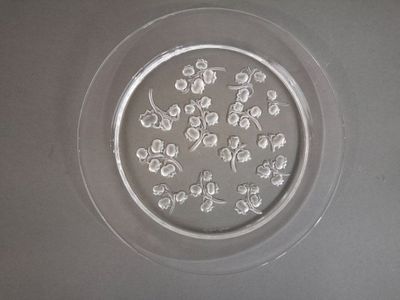 une photo d'une assiette transparente contenant des fleurs