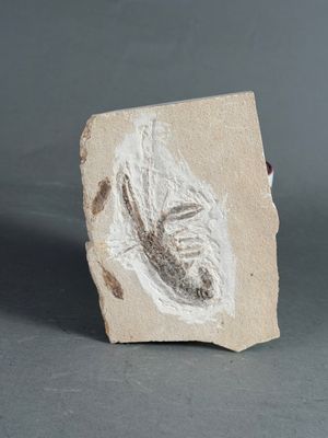 PALEONTOLOGIE. Homard. Crétacé moyen.