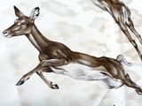 two deer running in the sand together on the beach