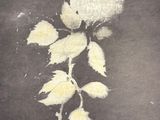 a picture of a white rose on a black background