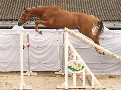a horse that is jumping over an obstacle