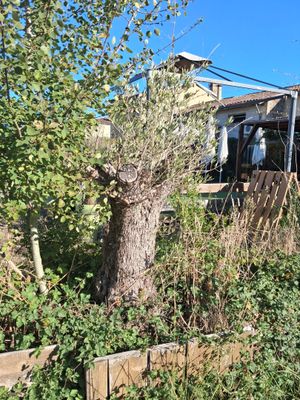 a tree that is growing out of the ground next to a fence