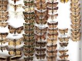 a lot of moths on display in a white frame